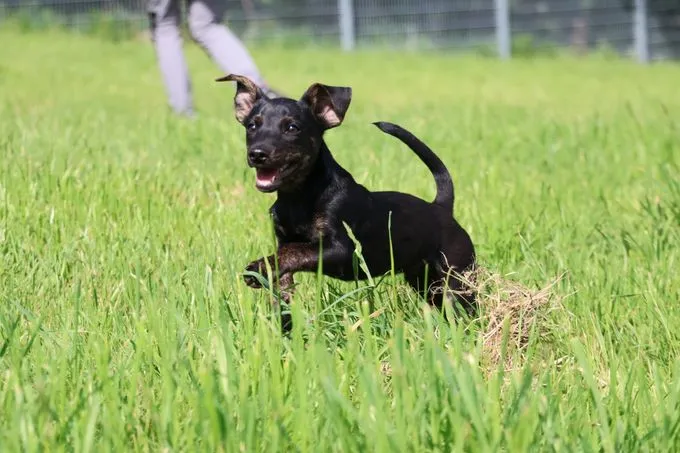 Dog from shelter, Rubble | Schwarz Mischling Male
