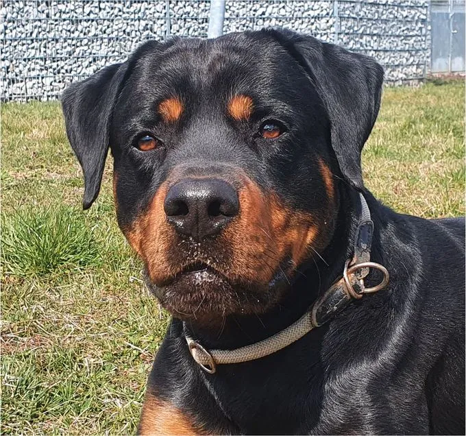 Dog from shelter, Günni | Rottweiler Male