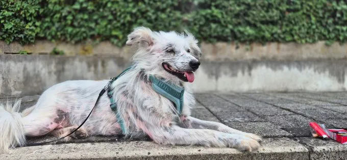 Hope - mischling zur Adoption