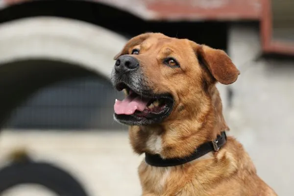 Dog from shelter, Klaus | Schäferhund Mix Male