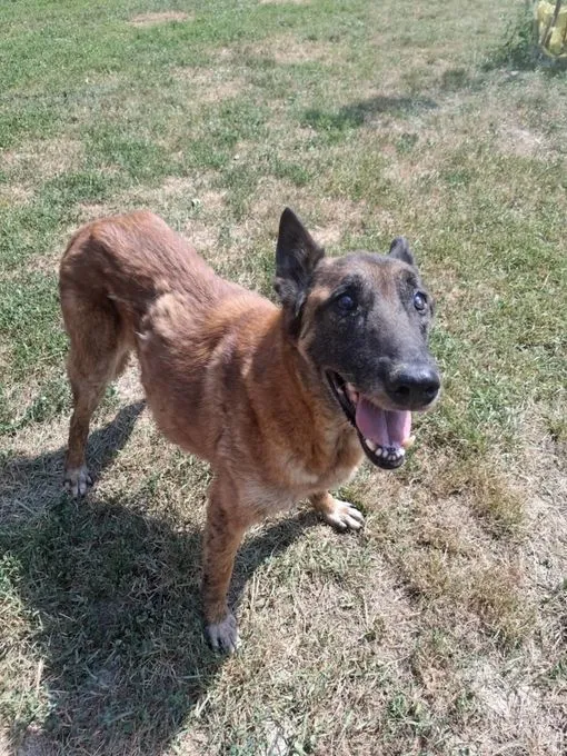 Opa Ashkan - Schäferhund-Mix zur Adoption