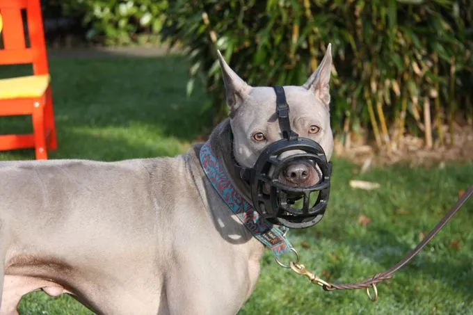 Dog from shelter, Santo | Thai Ridgeback Male