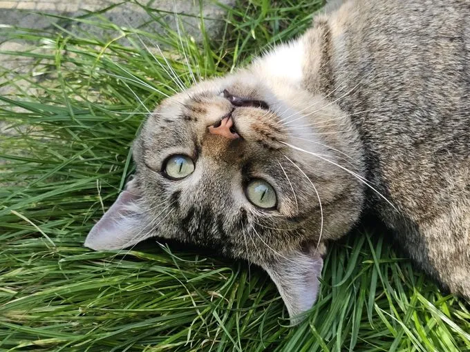 Rubin - ekh zur Adoption
