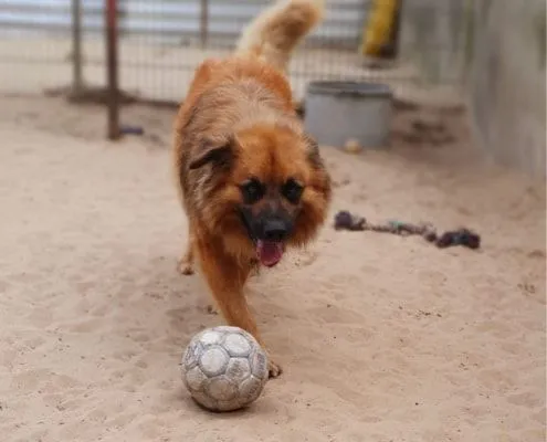 Dog from shelter, Spike | Hütehund Mix Male