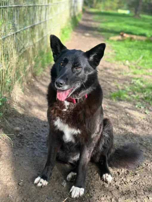 Dog from shelter, Lida | Schwarz Schäferhund Mischling Female