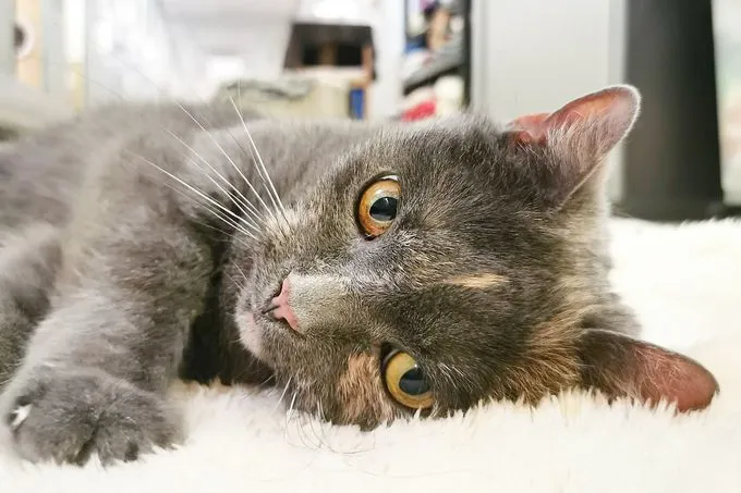 Katze aus Tierheim, Tessa | Ekh Weiblich