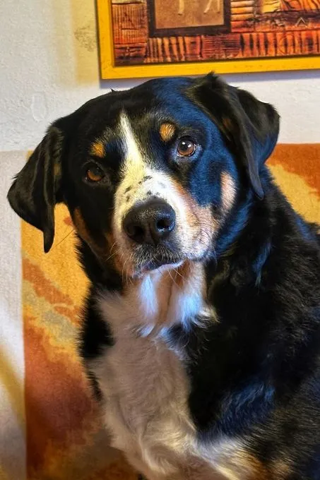 Bubi - appenzeller zur Adoption