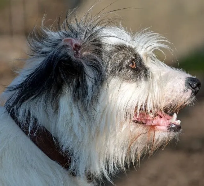 Dog from shelter, Denise | Weiß Schwarz Mischling Female