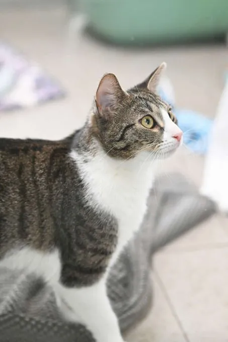 Katze aus Tierheim, Bärbel | Ekh Weiblich