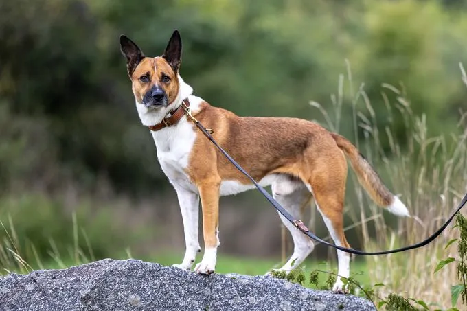 Tabaluga - Mischling zur Adoption