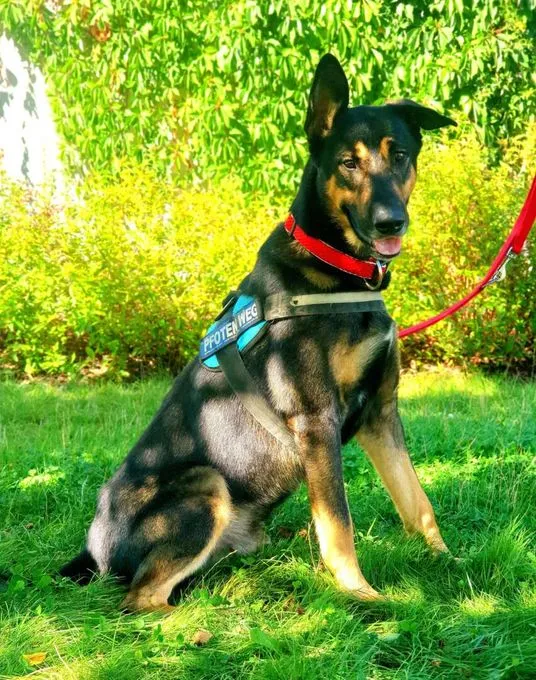 Dog from shelter, Kiko | Schäferhund Mix Male