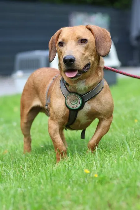 Victor - mischling zur Adoption