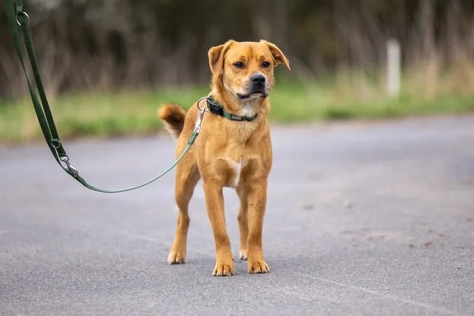 Dog from shelter, Woody | Beige Weiß Mischling Male