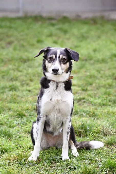 Dog from shelter, Filly | Collie Mix Female
