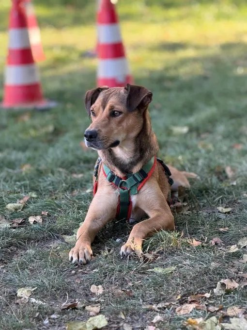 Lizi - mischling zur Adoption