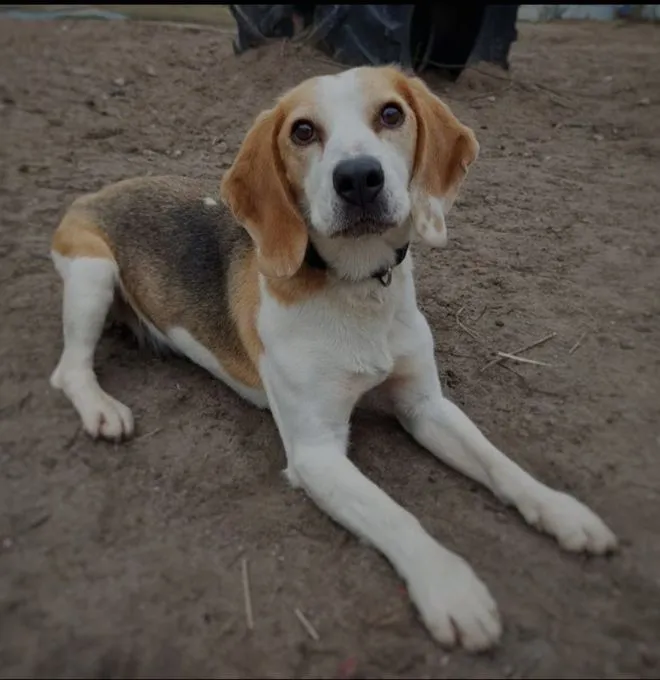 Dog from shelter, Chip | Weiß Braun Beagle Male