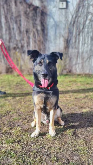 Dog from shelter, Corny | Schäfernhund Mix Male
