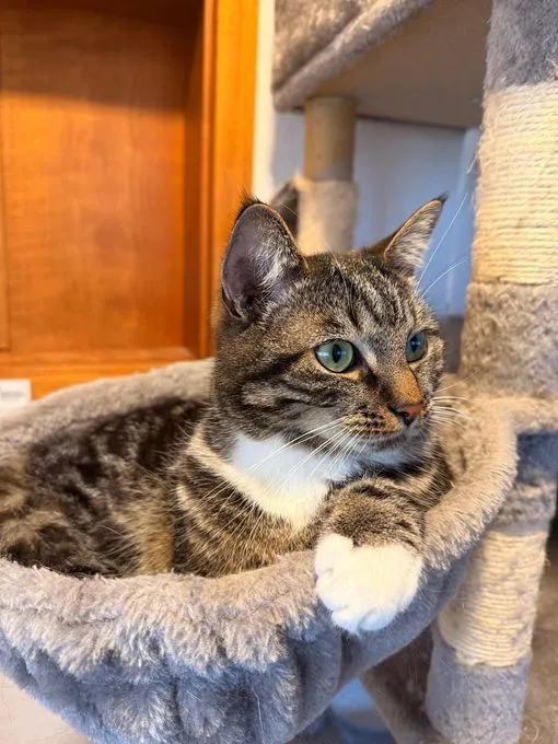 Mylo - Europäisch Kurzhaar zur Adoption