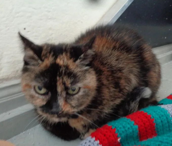 Cat from shelter, Frieda | Schildpatt Europäisch Kurzhaar Female