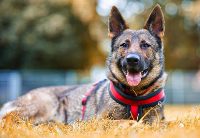 Hund aus Tierheim, Elli | Braun Schwarz Schäferhund Weiblich