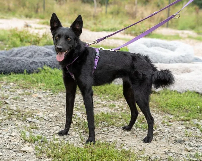 Naomi - mischling zur Adoption