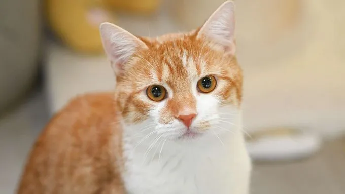 Oliver Twist - ekh zur Adoption