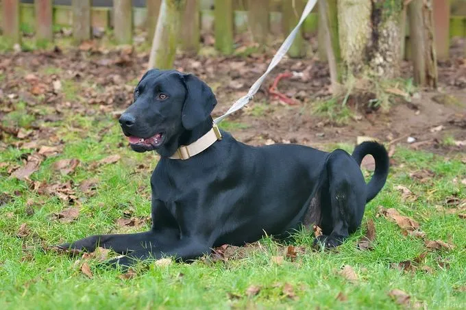 Dog from shelter, Gördi | Schwarz Dobermann Labrador Mix Male