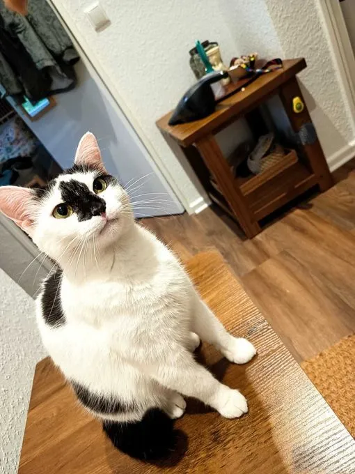 Bibi - ekh zur Adoption