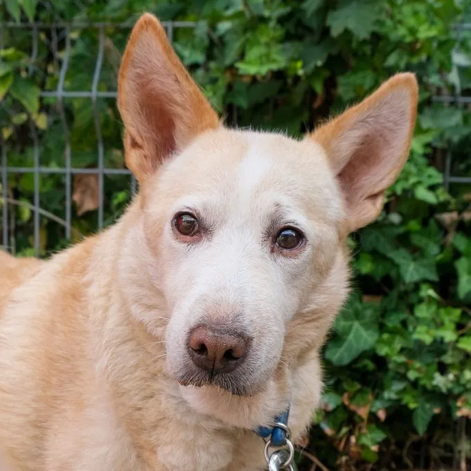 Hund aus Tierheim, Emely | Blonde Mischling Weiblich