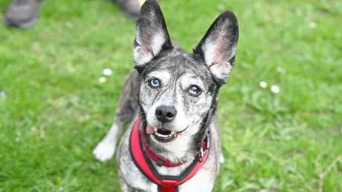 Hund aus Tierheim, Sherina | Dackel Mix Weiblich