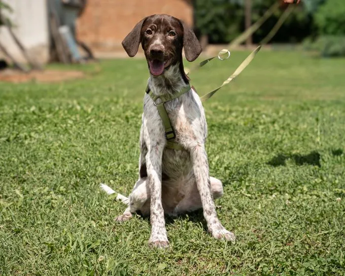 Mars - deutsch-drahthaar zur Adoption