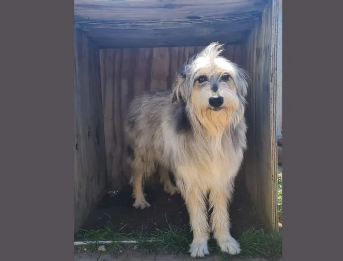 Max (aka: Maximilian) - Australian-Shepherd-Mix zur Adoption