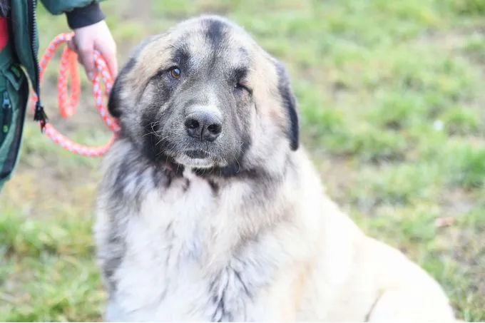 Dog from shelter, Koda | Kaukasen Mix Female
