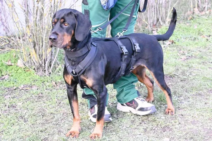 Dog from shelter, Pluto | Bracke Male