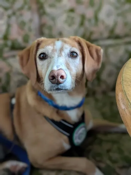 Nala - Mischling zur Adoption