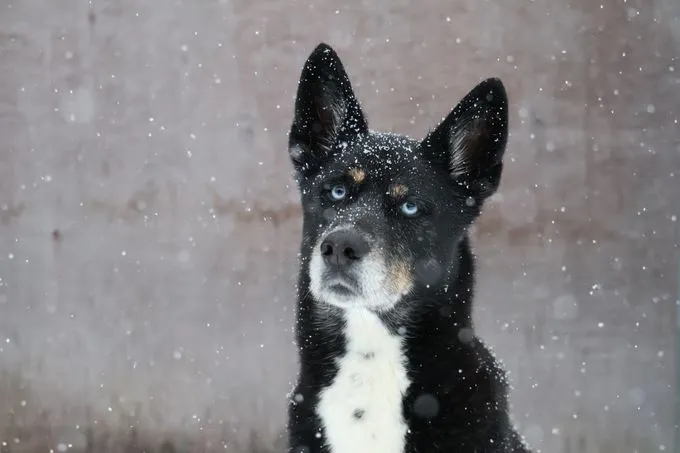 Paco - Husky-Mischling zur Adoption