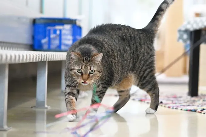 Cat from shelter, Leon | Ekh Female