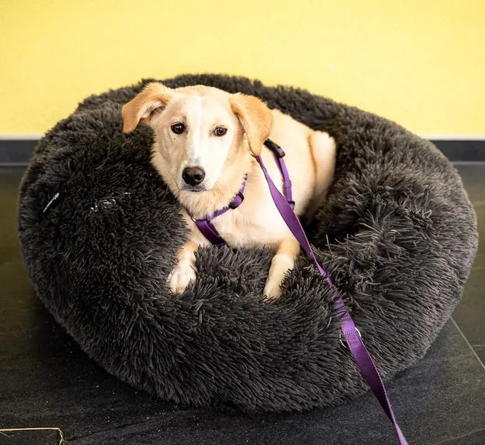 Pearl - mischling zur Adoption