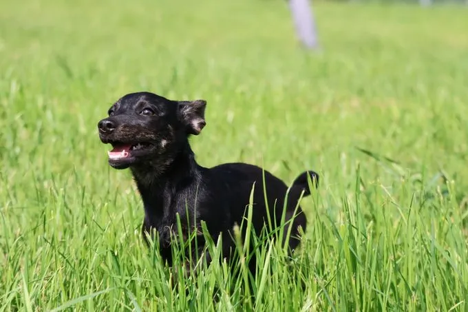 Dog from shelter, Rubble | Schwarz Mischling Male