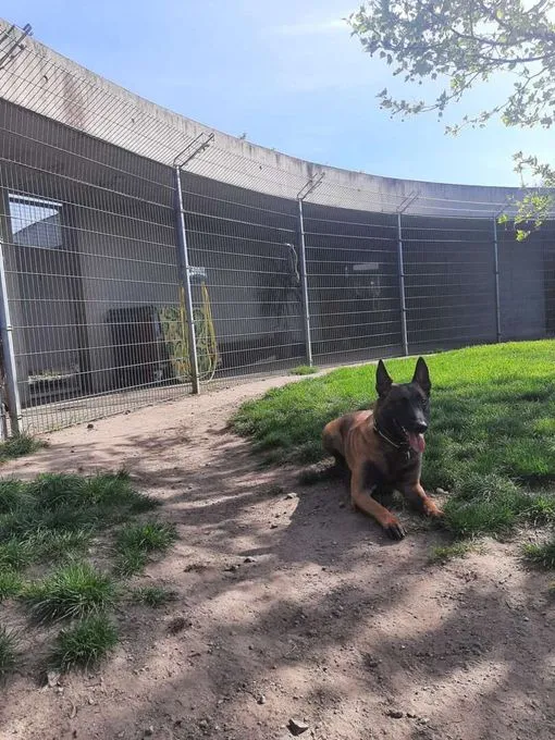 Dog from shelter, Lio | Malinois Female