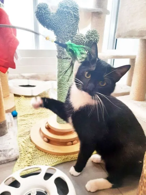 Katze aus Tierheim, Lonnie | Ekh Weiblich