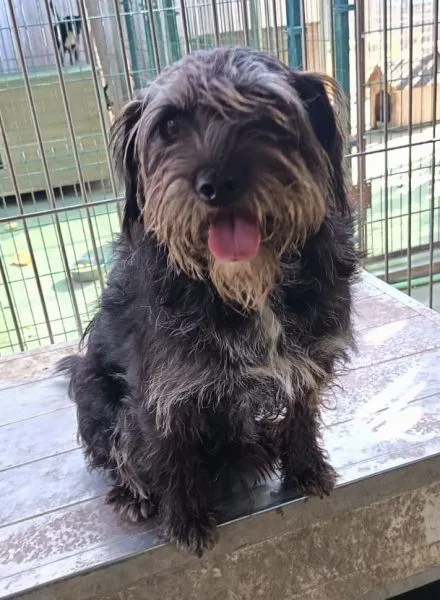 Pofi - Schnauzer-Mix zur Adoption