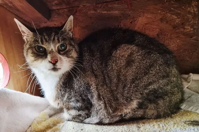 Erni - EKH zur Adoption