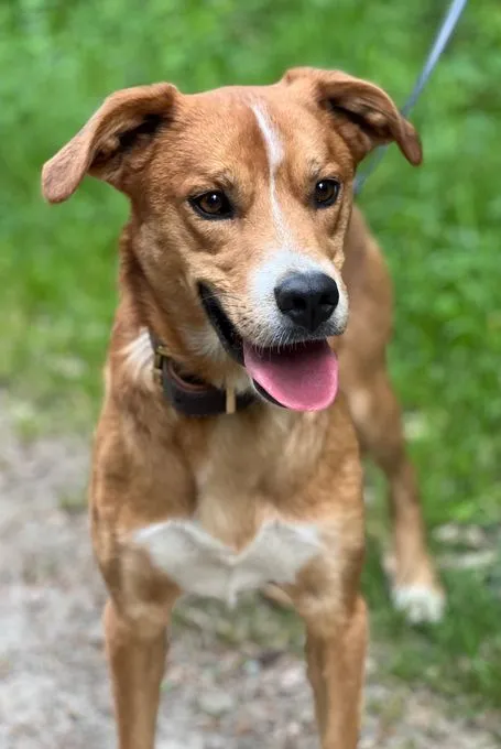 Buddy - Mischling zur Adoption