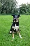 Dog from shelter, Hugo | Tricolor Husky Sennenhund Mix Male