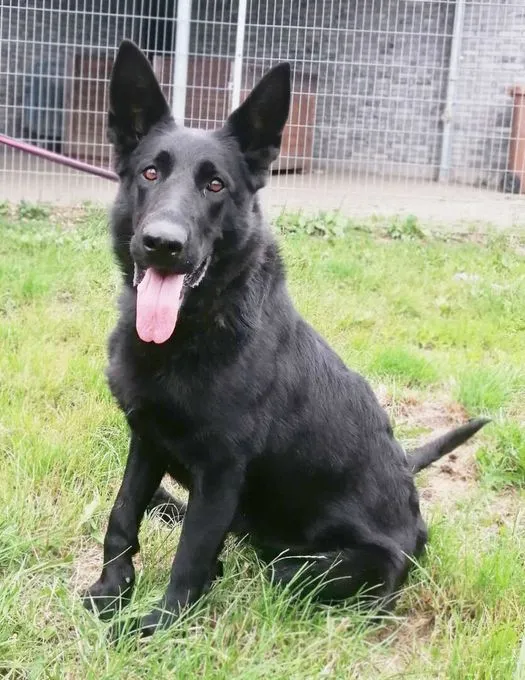 Hund aus Tierheim, Koda | Deutscher Schäferhund Weiblich