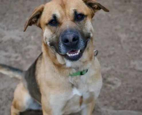 Dog from shelter, Fatman | Schäferhund Mix Male