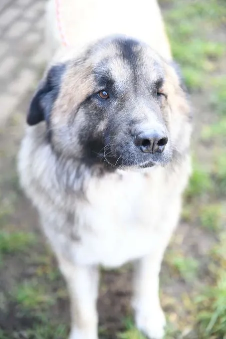 Dog from shelter, Koda | Kaukasen Mix Female