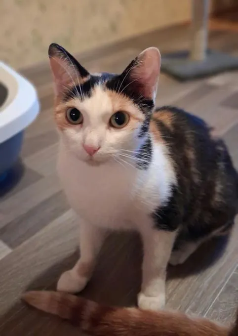 Trudi - ekh zur Adoption