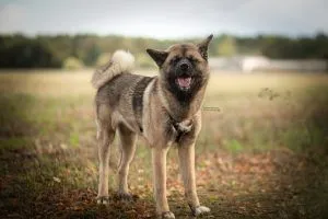 Dog from shelter, Maja | American Akita Female